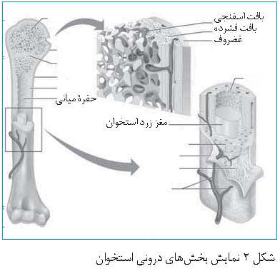 نانو چندسازه ها و استخوان مصنوعی
