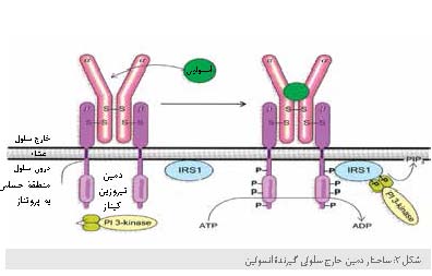 ساختار و عملکرد گیرنده های انسولین