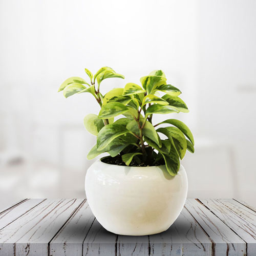 چاپگر سه بعدی